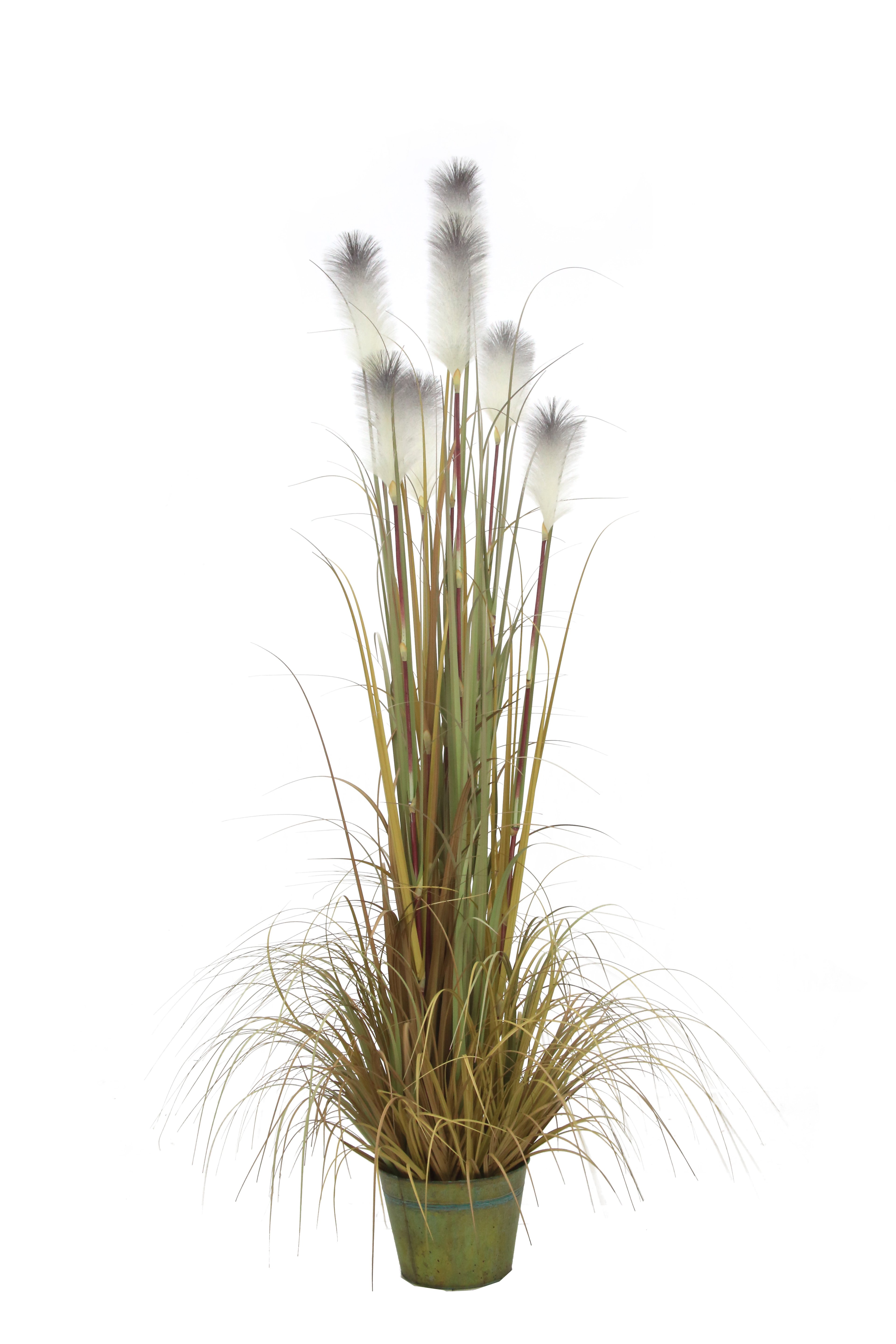 Indoor | Plant | Reed Grass| 72